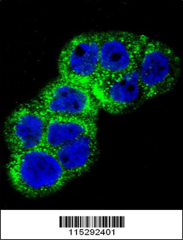 IGF1R Antibody (N-term K66)