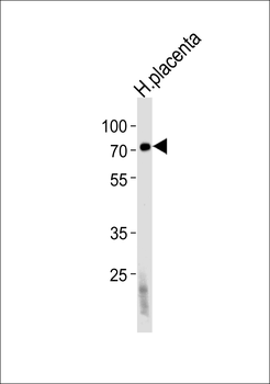 FUCA2 Antibody (N-term)