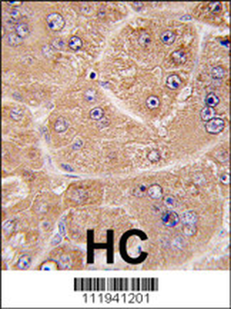 FUCA2 Antibody (N-term)