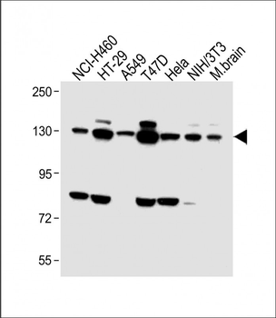 FGFR2 Antibody (C-term)