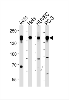 EGFR Antibody (Y1092)
