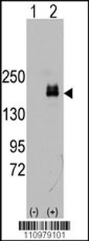 EGFR Antibody (Y1125)