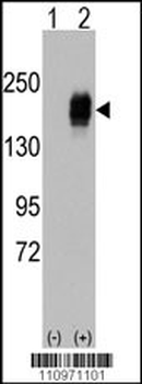 EGFR Antibody (Y978)