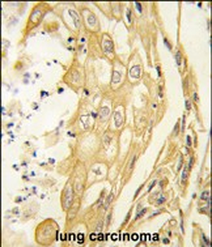EphB4 Antibody