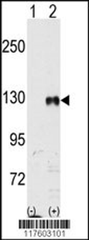 EphB1 Antibody