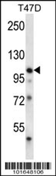 EphB1 Antibody (C-term)