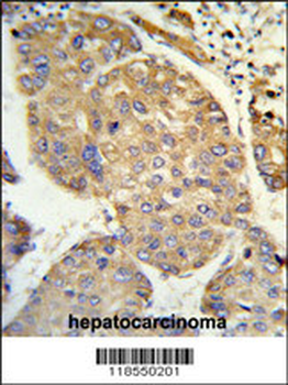 PHACTR2 Antibody (N-term)
