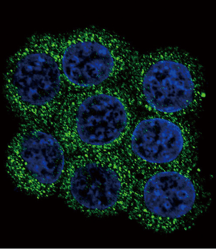 PCSK2 Antibody (N-term)