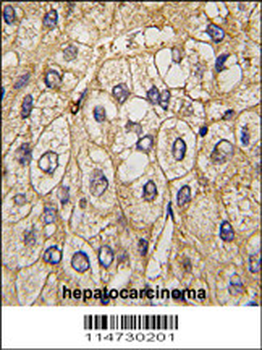 EphA7 Antibody