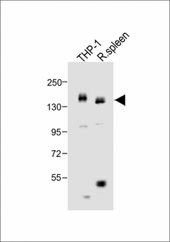 MCSF Receptor (CSF1R) Antibody (C-term)