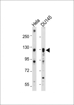 AXL Antibody