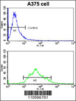 KREMEN1 Antibody (N-term)