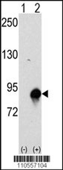 Cullin 4A (CUL4A) Antibody (N-term)