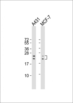 RAC1 Antibody (S71)