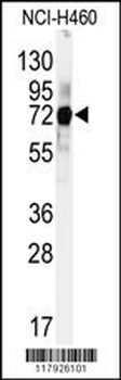 CUL5 Antibody (C-term)