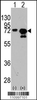 HSPA1A/HSPA1B Antibody (Y525)