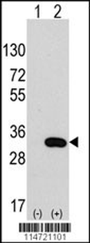 CLIC4 Antibody