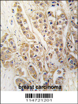 CLIC4 Antibody