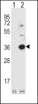 Caspase-3 (CASP3) Antibody (Center)