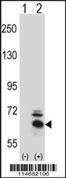 BBS4 Antibody (Center)