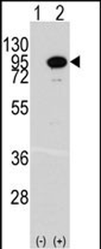 ACO2 Antibody (Center)