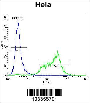 SRPK1 Antibody (N-term)
