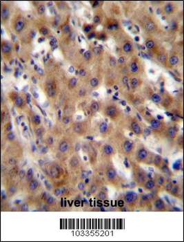 SRPK1 Antibody (N-term)