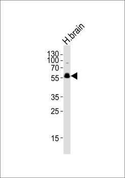 PFTK1 Antibody (N-term)