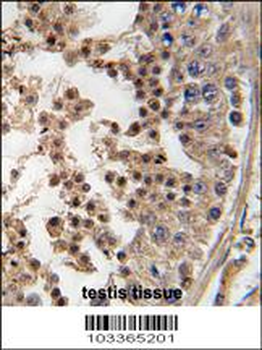 PFTK1 Antibody (N-term)