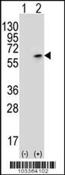 PCTAIRE3 (PCTK3) Antibody (N-term)