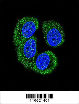 NLK-T286 Antibody (Center)