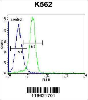 NLK-T286 Antibody (Center)