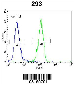 p21 (CDKN1A) Antibody (C-term)