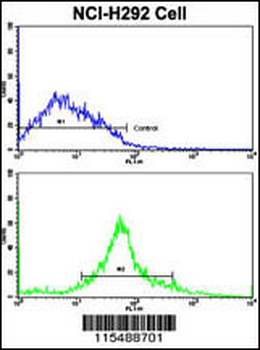 CDK3 Antibody (N-term Y19)