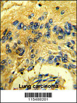 CDK3 Antibody (N-term Y19)