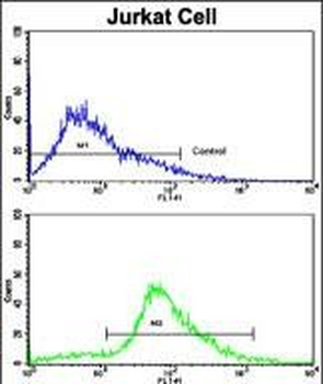 CDK2 Antibody (C-term)