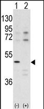 CDK10 Antibody (N-term)