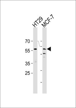 CDC7 (CDC7L1) Antibody (N-term)