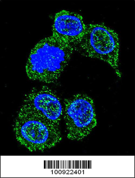 MAPK8 Antibody (C-term)