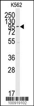 MAPK7 Antibody (C-term)