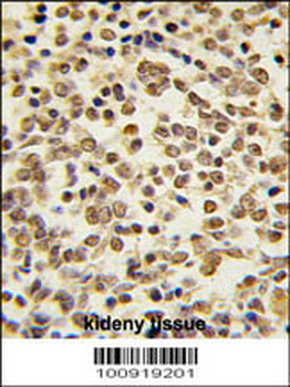 MAPK7 Antibody (C-term)