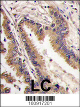 ERK4 Antibody (C-term)