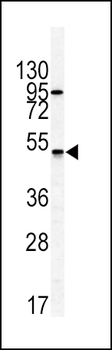 GIPR Antibody (N-term)