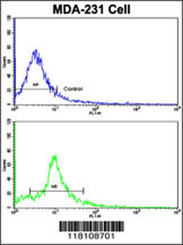 NUP62 Antibody (C-term E507)