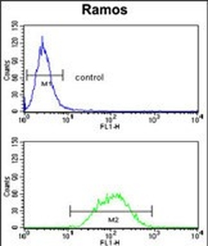 PCM-1 Antibody (Center)