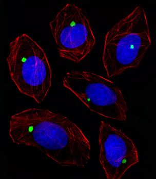 PCM-1 Antibody (Center)