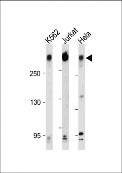 PCM-1 Antibody (C-term)
