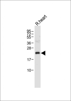 OAZ1 Antibody (N-term)