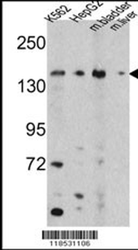 OPLAH Antibody (N-term)