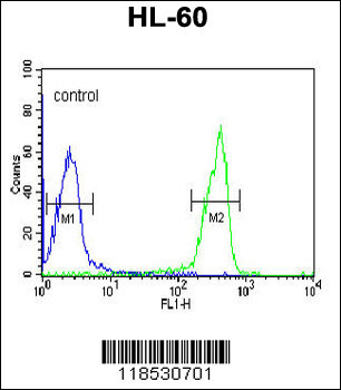 OMD Antibody (C-term)